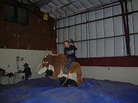 Bexandbull Here's Bex trying his hand at rodeo work.