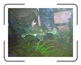DSCN1334 * 2288 x 1712 * (805KB)