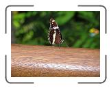IMG_0310 * 3264 x 2448 * (2.26MB)