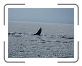 IMG_0391 * 3264 x 2448 * (1.96MB)