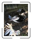IMG_0557 * 3264 x 2448 * (2.63MB)