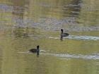IMG_0786