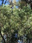 IMG_0805