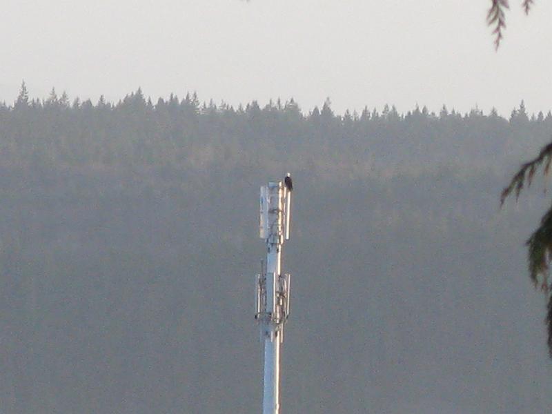 Original image